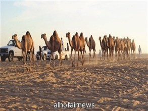 إطلاق نار بين شخصين في مهرجان لـ«مزاين الإبل»