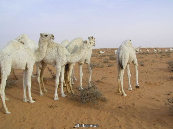 علماء ولأول مرة يثبتون اصابة إبل في قطر بكورونا 