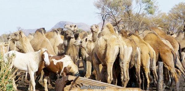 السفير الأسترالي : سنعتقل جمالنا المتوحشة .. ونصدرها لكم