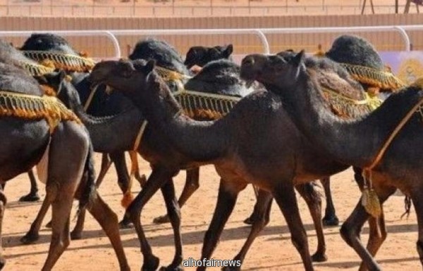 مهرجان "مزايين الإبل" يدعو الراغبين في جلب إبل لموقع المهرجان من غير المشاركين إلى التسجيل الإلكتروني الأحد المقبل