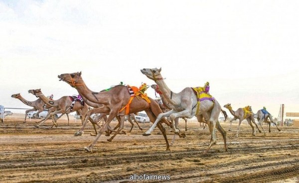 الشوط الأول للسعوديين .. انطلاق ماراثون مهرجان ولي العهد للهجن بعد غدٍ