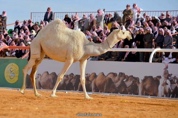 فتح باب التسجيل في جائزة الملك عبدالعزيز لمزاين الإبل