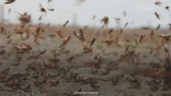 الفاو تحذّر من ازدياد أعداد الجراد الصحراوي في المملكة